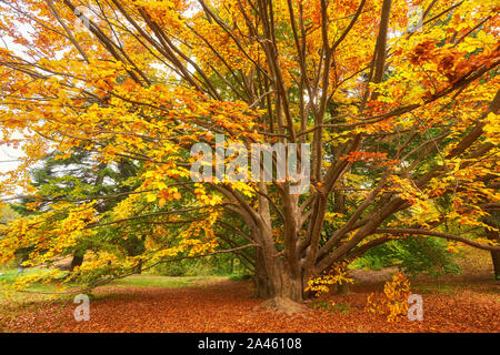 Il sole autunnale caldamente che brilla attraverso i bellissimi i rami di un grande faggio in vividi colori dorati Foto Stock