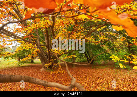 Il sole autunnale caldamente che brilla attraverso i bellissimi i rami di un grande faggio in vividi colori dorati Foto Stock