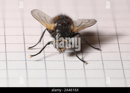 Ripresa macro di una mosca dalla famiglia tachinidae. Foto Stock