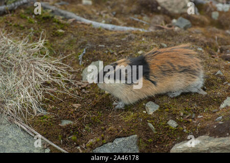 Norvegia lemming (Lemmus lemmus) vicino alla sua scavano nella tundra, Jotunheimen mountains, Norvegia Foto Stock