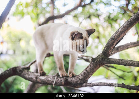 Cat rampicante. cat caccia su albero. adorabile ritratto di gatto rimanere sul ramo di albero. razza gatto Shorthair senza coda. Il Mekong Bobtail seduta su albero Foto Stock