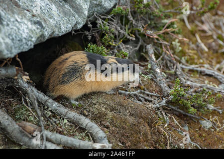 Norvegia lemming (Lemmus lemmus) vicino alla sua scavano nella tundra, Jotunheimen mountains, Norvegia Foto Stock