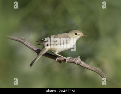 Eastern Olivaceous trillo - Iduna pallida Foto Stock