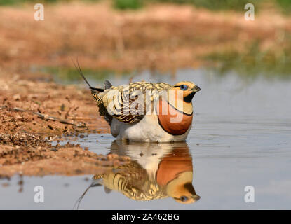 Pin-tailed Sandgrouse - Pterocles alchata Foto Stock