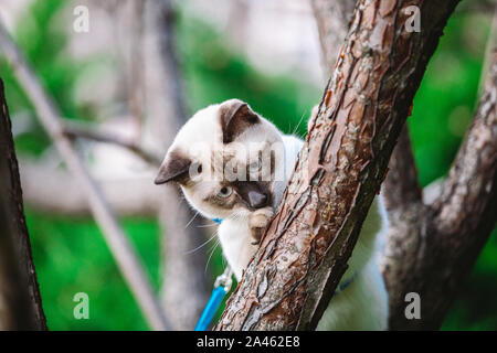 Cat rampicante. cat caccia su albero. adorabile ritratto di gatto rimanere sul ramo di albero. razza gatto Shorthair senza coda. Il Mekong Bobtail seduta su albero Foto Stock