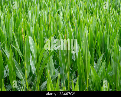 Verde di foglie di mais in un campo di mais Foto Stock