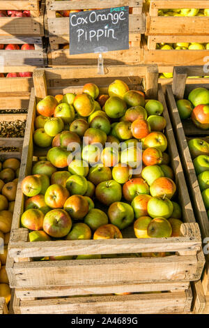 Casella di Cox's orange pippin mangiare le mele per vendita a Norfolk farm shop. Foto Stock