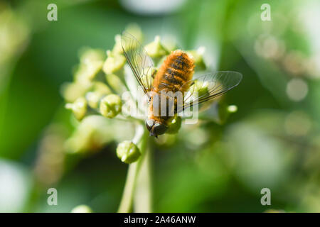 Close-up di bee fly alimentazione su ivy fiori Foto Stock