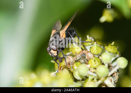 Close-up di gigante tachinid fly alimentazione su ivy fiori Foto Stock