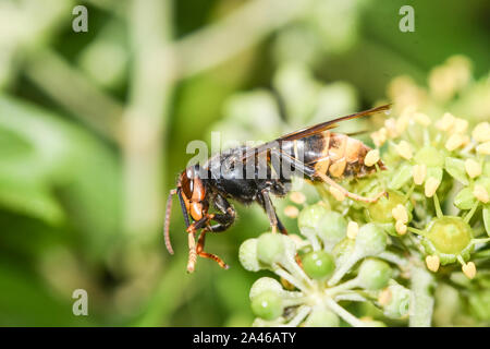 Close-up di Asian wasp alimentazione su ivy fiori Foto Stock