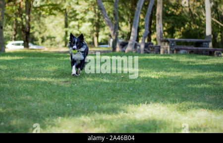 Un felice Border Collie cucciolo gioca con la palla nel bosco Foto Stock