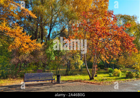 Accogliente angolo del Parco in autunno con il banco sotto rowan rami di alberi con grappoli di bacche rosse Foto Stock