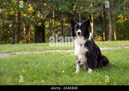 Ritratto di un bellissimo aspetto di un Border Collie puppy in erba Foto Stock