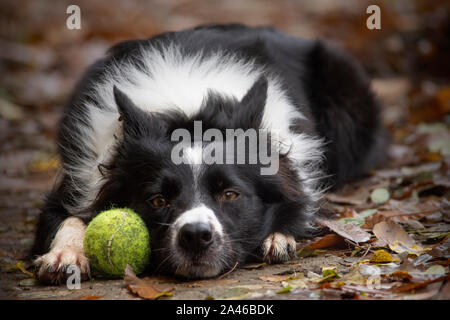 Ritratto di un Border Collie cucciolo, giacente sul terreno con la sua palla Foto Stock