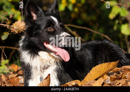 Border Collie cucciolo si rilassa tra le foglie di autunno del bosco su una bella giornata di sole. Foto Stock