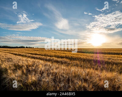 Golden Cornfield al tramonto Foto Stock