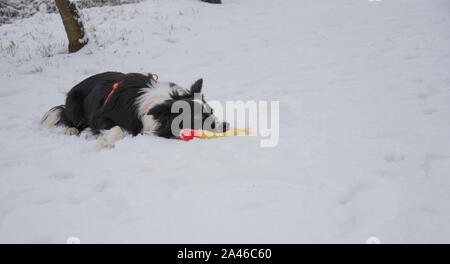 Un simpatico Border Collie cucciolo svolge giacente nella neve Foto Stock