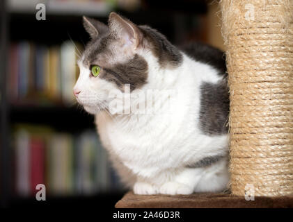 Una gara europea di colore bianco e grigio cat in posa sui graffi post Foto Stock