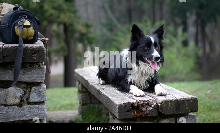 Un simpatico Border Collie cucciolo si rilassa su una panca in legno Foto Stock