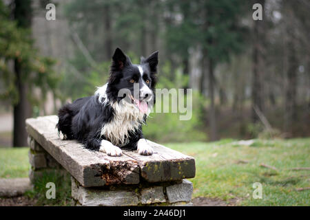Un Border Collie cucciolo si rilassa su una panca in legno Foto Stock
