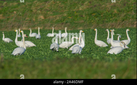 Gregge misto di cigno, Bewick's Swan e Whooper Cigni in un campo di seminativi in inverno. Foto Stock