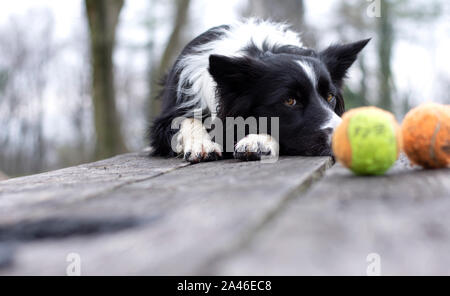 Un Border Collie cucciolo si rilassa su una panca in legno con le palle colorate Foto Stock