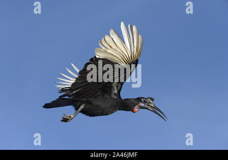 Massa abissino-hornbill - Bucorvus abyssinicus Foto Stock