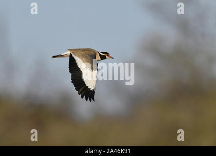 A testa nera Pavoncella - Vanellus tectus Foto Stock