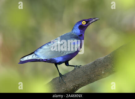 Viola lucida-starling - Lamprotornis purpureus aka viola Starling Foto Stock