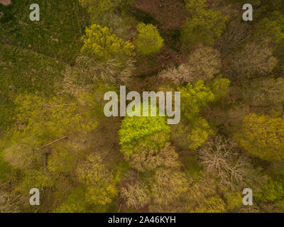 Vista aerea di una foresta di primavera in Inghilterra Bedfordshire Regno Unito Foto Stock
