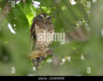 Legno marrone-gufo - Strix leptogrammica Foto Stock