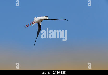 Black-winged Stilt - Himantopus himantopus Foto Stock