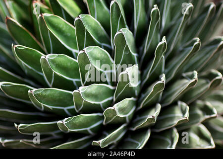 Un close-up immagine della regina Victoria agave (royal agave) impianto Foto Stock