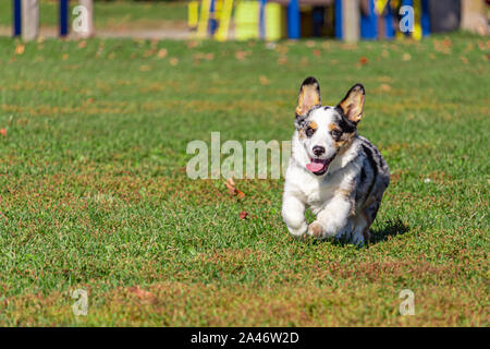 Un corgi gallese è in esecuzione in questo modo, le sue zampe anteriori sollevati come limiti in avanti. Il piccolo cane la linguetta si blocca quando si esegue con un look di exciteme Foto Stock