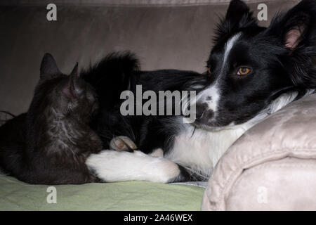 Un Border Collie cucciolo dorme abbracciata con un gatto Foto Stock