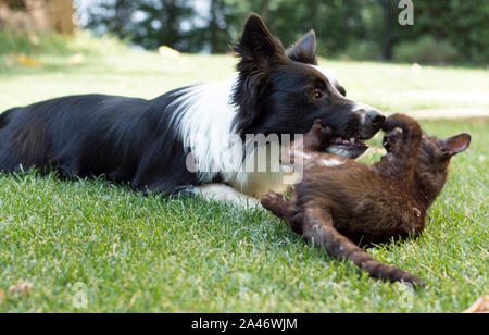 Un divertente Border Collie cucciolo gioca felice con un gatto Foto Stock