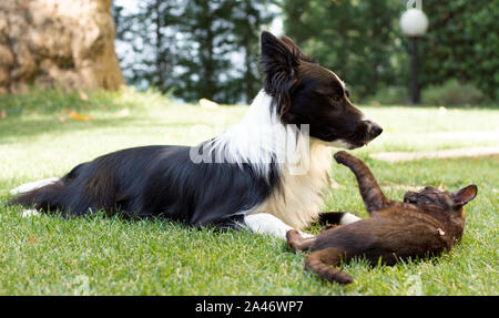 Un Border Collie cucciolo gioca felice con un gatto Foto Stock