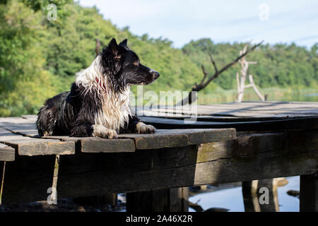 Una gara bagnata e Border Collie cucciolo, si rilassa su un ponte di legno in riva al lago Foto Stock