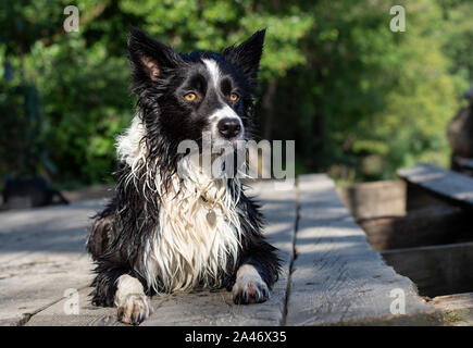 Un wet Border Collie cucciolo si riscalda su un molo in legno Foto Stock