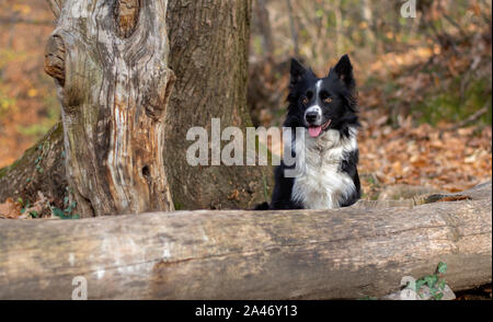 Un simpatico Border Collie cucciolo posa felice tra gli alberi del bosco Foto Stock