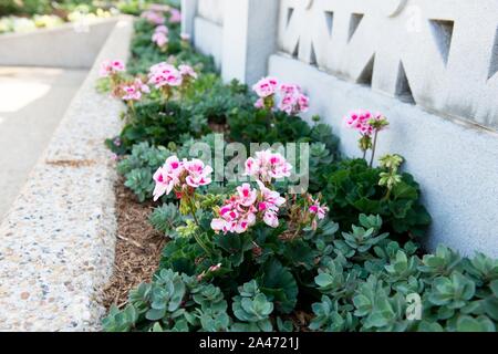 I fiori sbocciano in prossimità della passerella del USS Maine montante nel memoriale al Cimitero Nazionale di Arlington (17871608472). Foto Stock