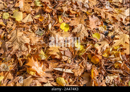 Sul terreno giacente Golden Autumn Leaves sul ciglio della strada. Foto Stock