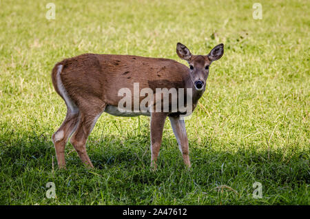 Culbianco Doe nel Colville National Forest. Foto Stock