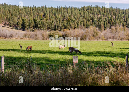 Culbianco Deer alimentando in un campo di fieno. Foto Stock