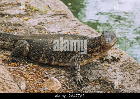 Monitor lucertola o Varanus salvator nel parco Lumpini presso il centro cittadino di Bangkok Foto Stock