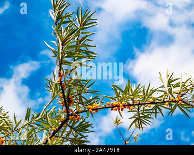 Rami di un mare frangola tree contro un cielo blu. La mietitura. Immagine di sfondo. Foto Stock