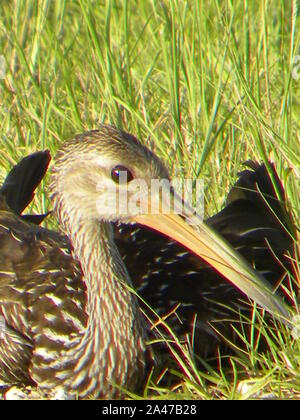 Ho creato questa foto della fauna selvatica di carrao che è comunemente noto come un uccello Limpkin. Questa lunga fatturati uccello è un grande trampolieri comuni a central FL Foto Stock