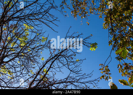 Ippocastano Aesculus hippocastanum blossoms blooming e cresciuto di fresco verde delle foglie sui rami insieme a browning le foglie in autunno autunno Foto Stock