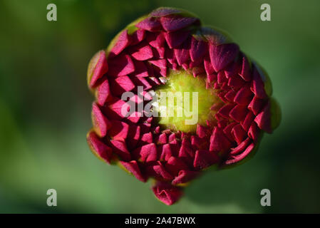 Primo piano di una gemma rossa di una fioritura dahlia contro lo sfondo di colore verde in estate con spazio libero Foto Stock