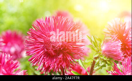 Aiuola di multi-colore di astri e sun. Messa a fuoco su un fiore rosso. Wide photo Foto Stock